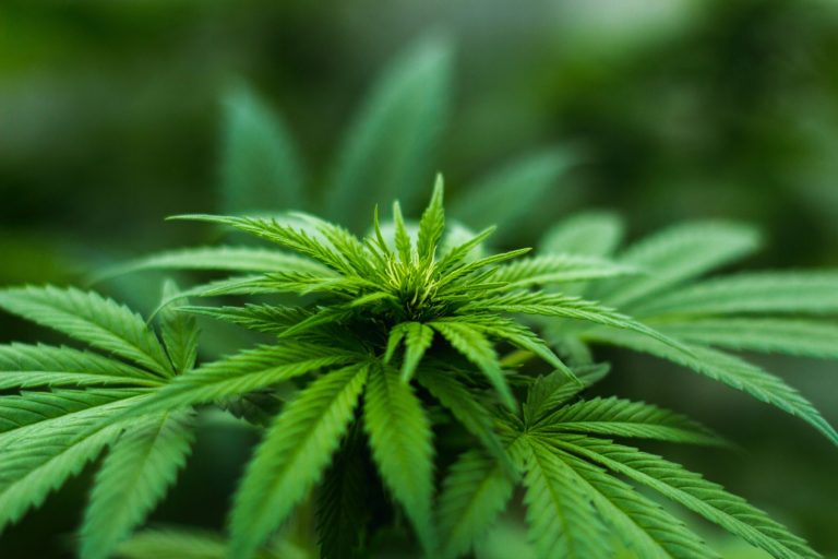 Proposition 207 Is Approved, Legalizing Marijuana In Arizona